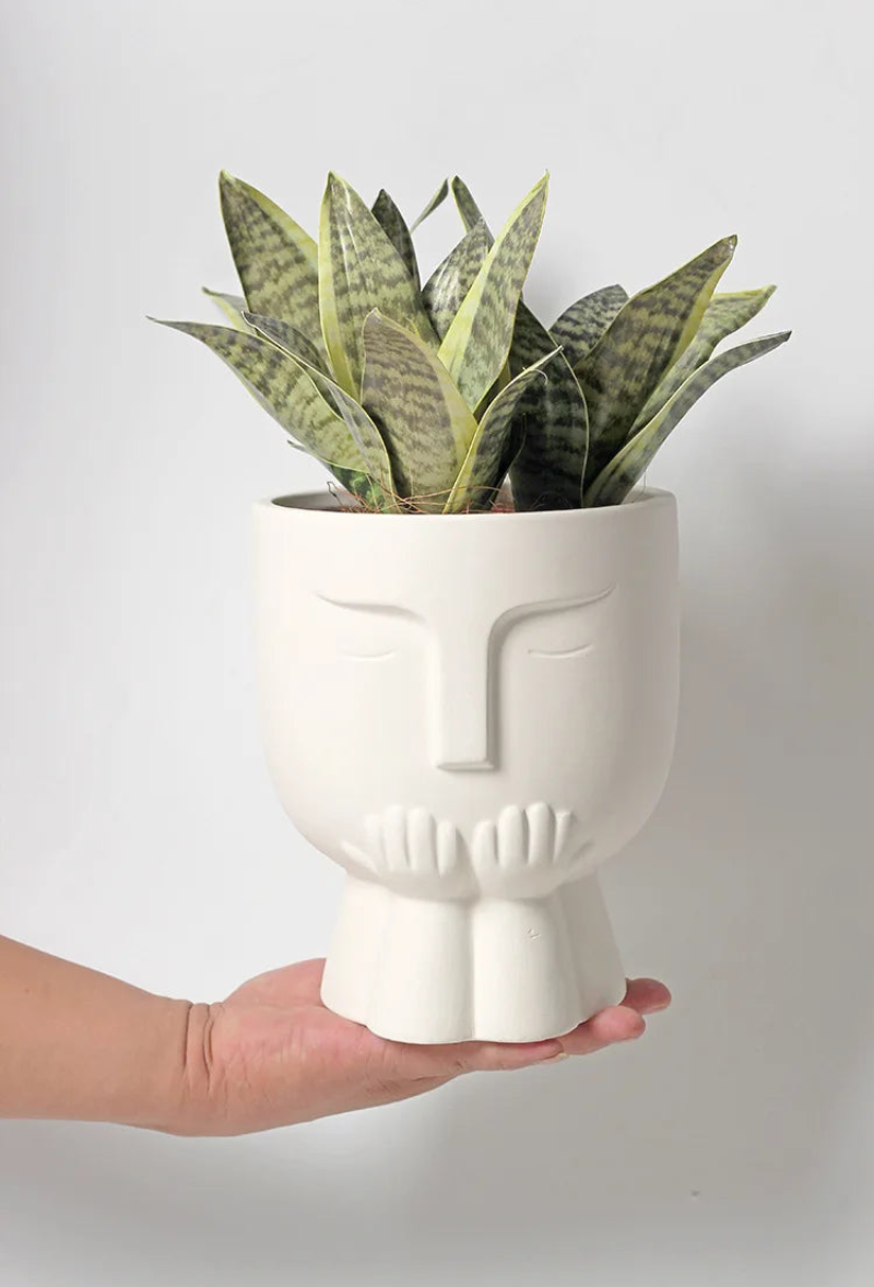 Ceramic Potted Flowerpot Carnivorous