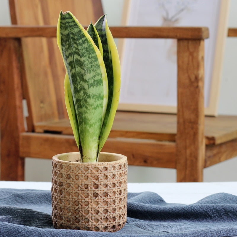 Retro Boho Natural Rattan Texture Cement Planter