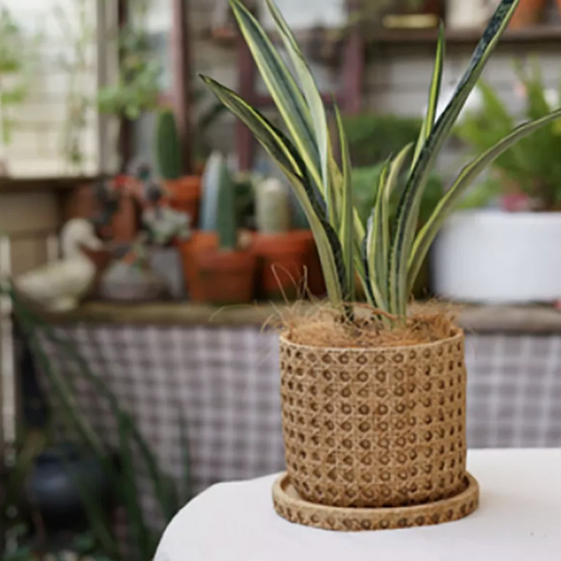 Natural Rattan Texture Cement Planter