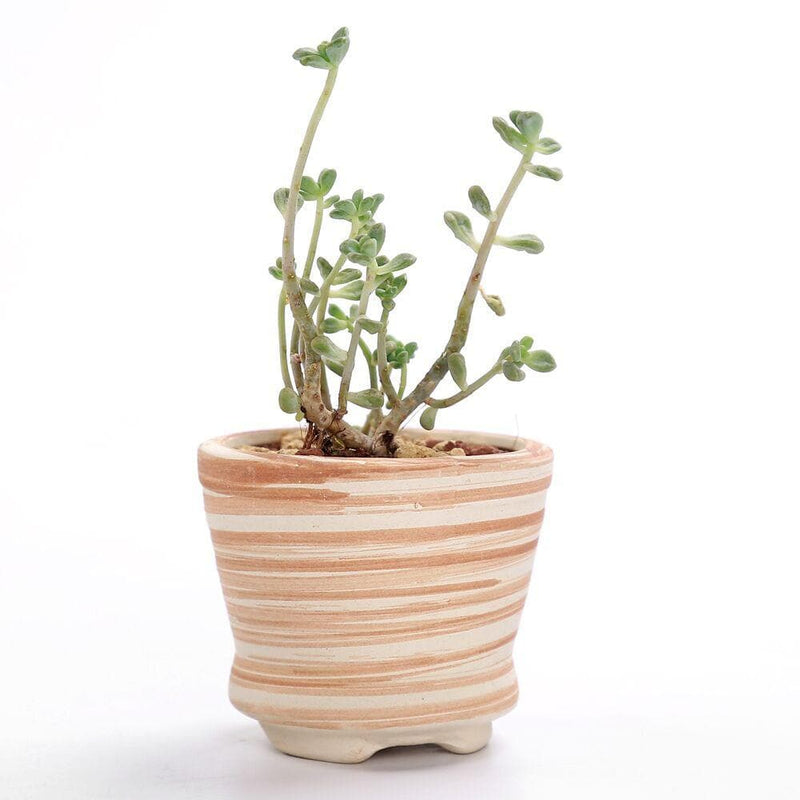 Wood Ceramic Planter Set 6 pc nursery pot